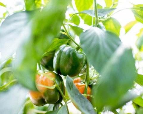 Ogród warzywny - choroby pomidorów, papryka i letni wysiew warzyw