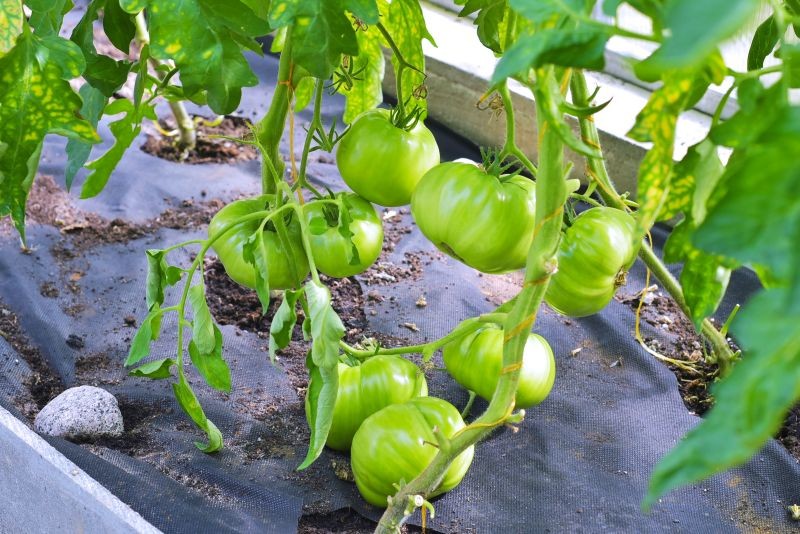 Wilki z pomidorów trzeba usuwać przez cały okres uprawy.