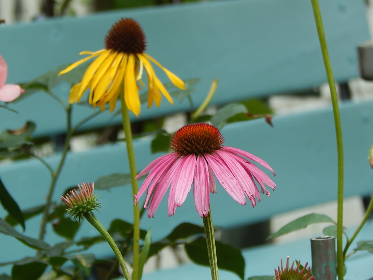 Rośliny, ECHINACEA...