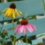 Rośliny, ECHINACEA...