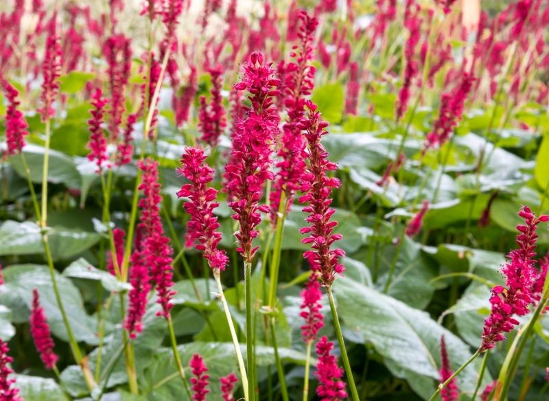 Rdest himalajski 'Firetail' ma kwiaty w intensywnie czerwonym kolorze.