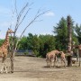 Pozostałe, AFRYKARIUM  ZOO Wrocław