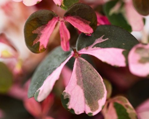 Ma urzekający kształt i kolor liści. Szczawik Plum Crazy - oryginalna roślina doniczkowa