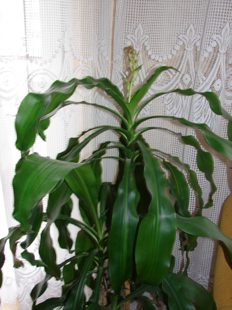 Pozostałe, Dracena