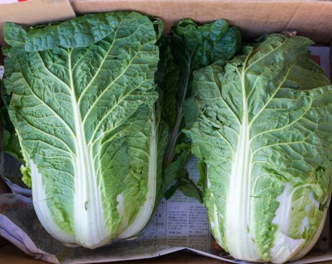 Zbiór i przechowywanie kapusty pekińskiej. Proste sposoby, by zachowała chrupkość przez kilka miesięcy