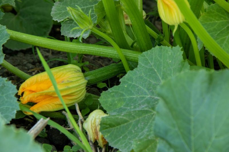 Niedobór jodu i boru jest jedną z przyczyn gnicia cukinii.