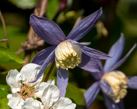 Powojnik alpejski (Clematis alpina)