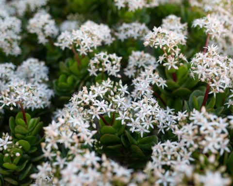 Rozchodnik biały (Sedum album)