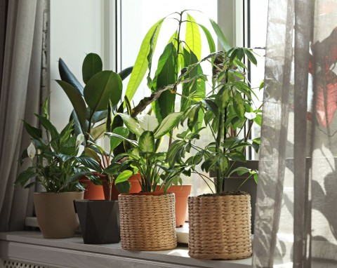 6 powodów, przez które rośliny doniczkowe żółkną. W zimie można sobie szybko z tym poradzić