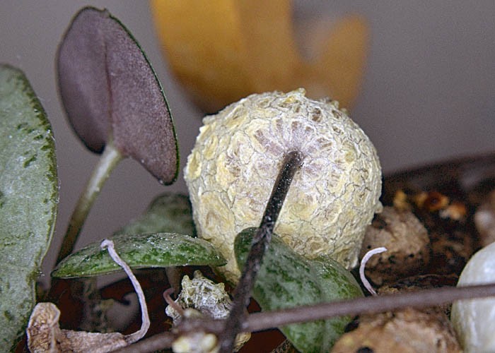 Pozostałe, Ceropegia woodii