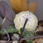 Pozostałe, Ceropegia woodii