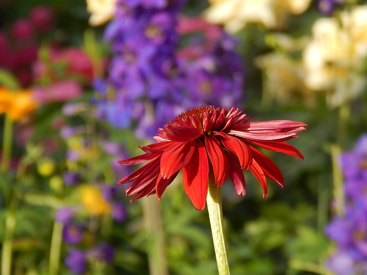 Ogród, FLOWER POWER :)