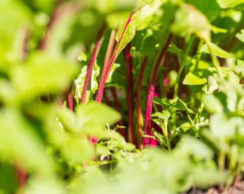 Burak liściowy, boćwina (Beta vulgaris)