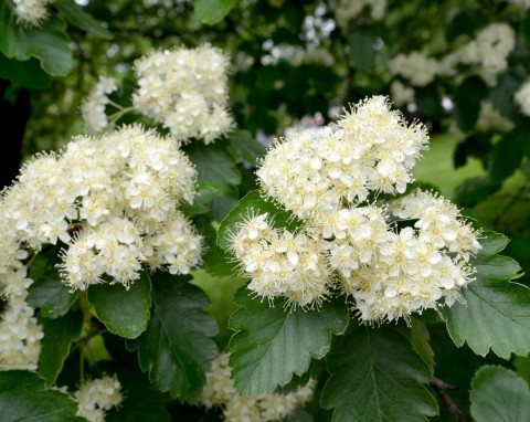 Jarząb szwedzki (Sorbus intermedia)