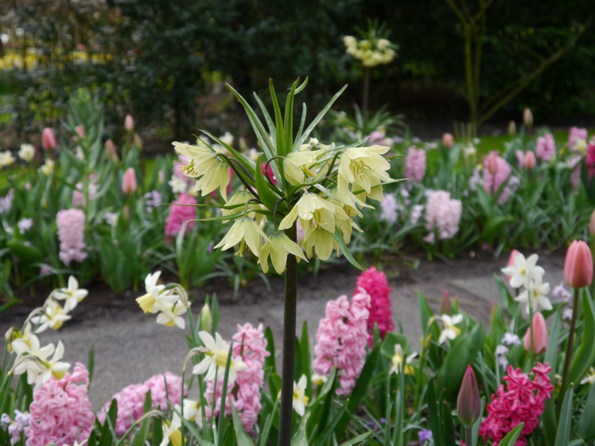 Pozostałe, Keukenhof -  