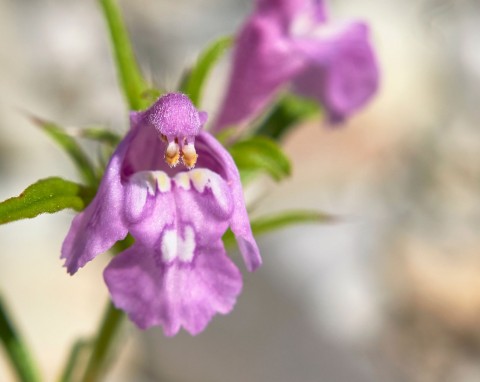 Poziewnik szorstki (Galeopsis tetrahit)