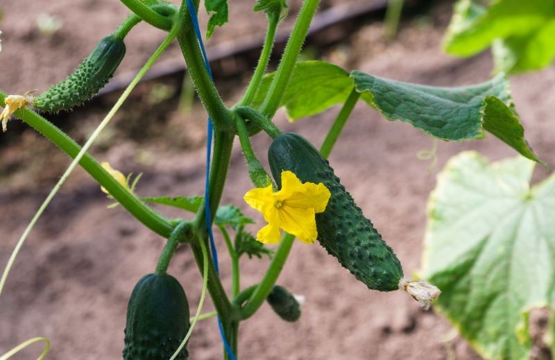 Zarazie oraz innym chorobom ogórka można zapobiegać.