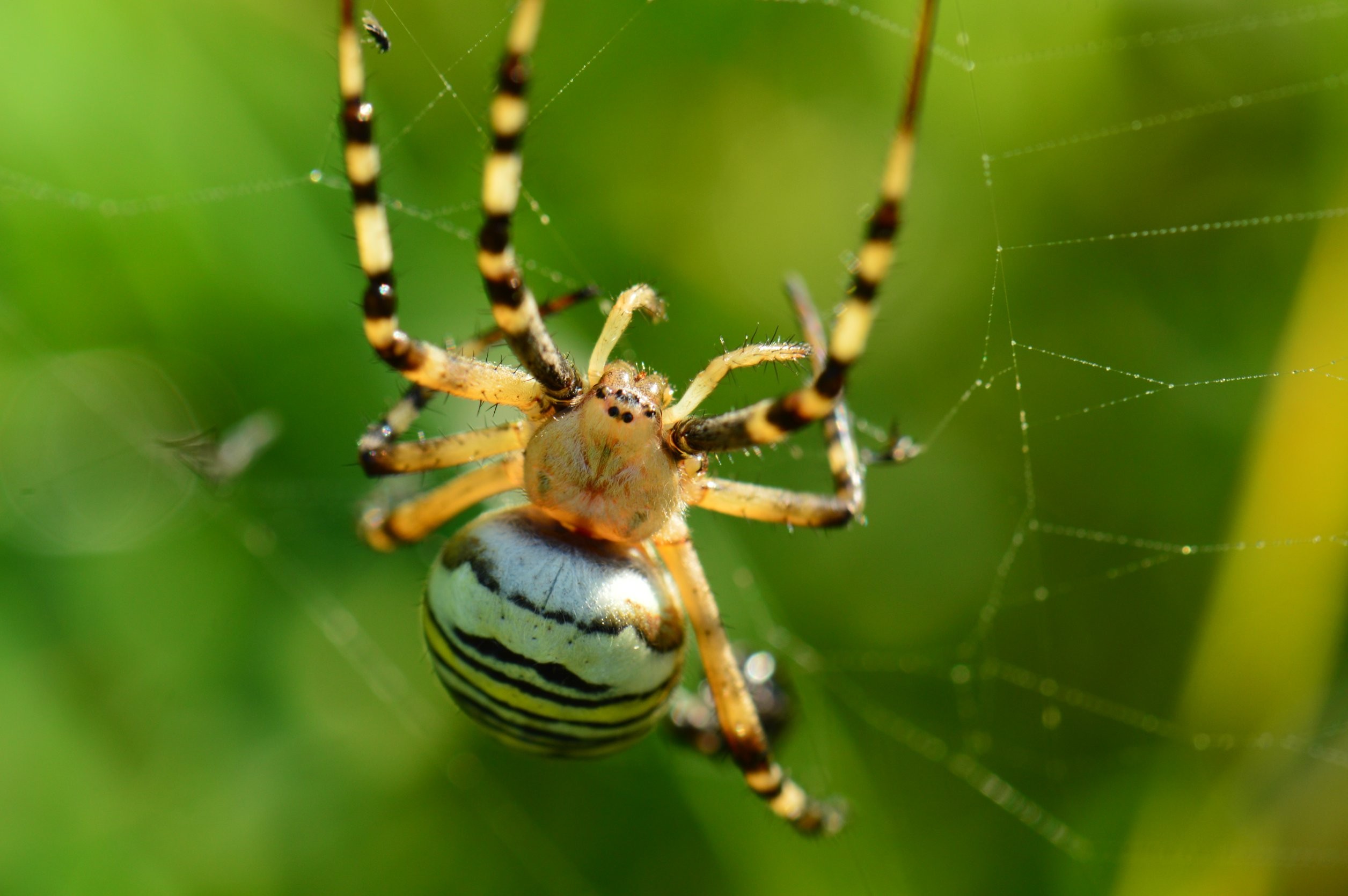 tygrzyk paskowany czy jest pożyteczny