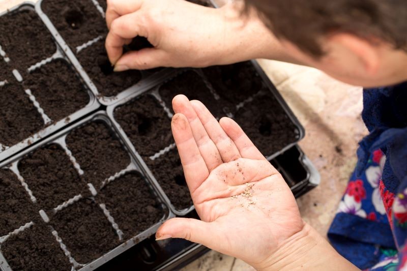 Jakość nasion wpływa na równomierność wschodów.