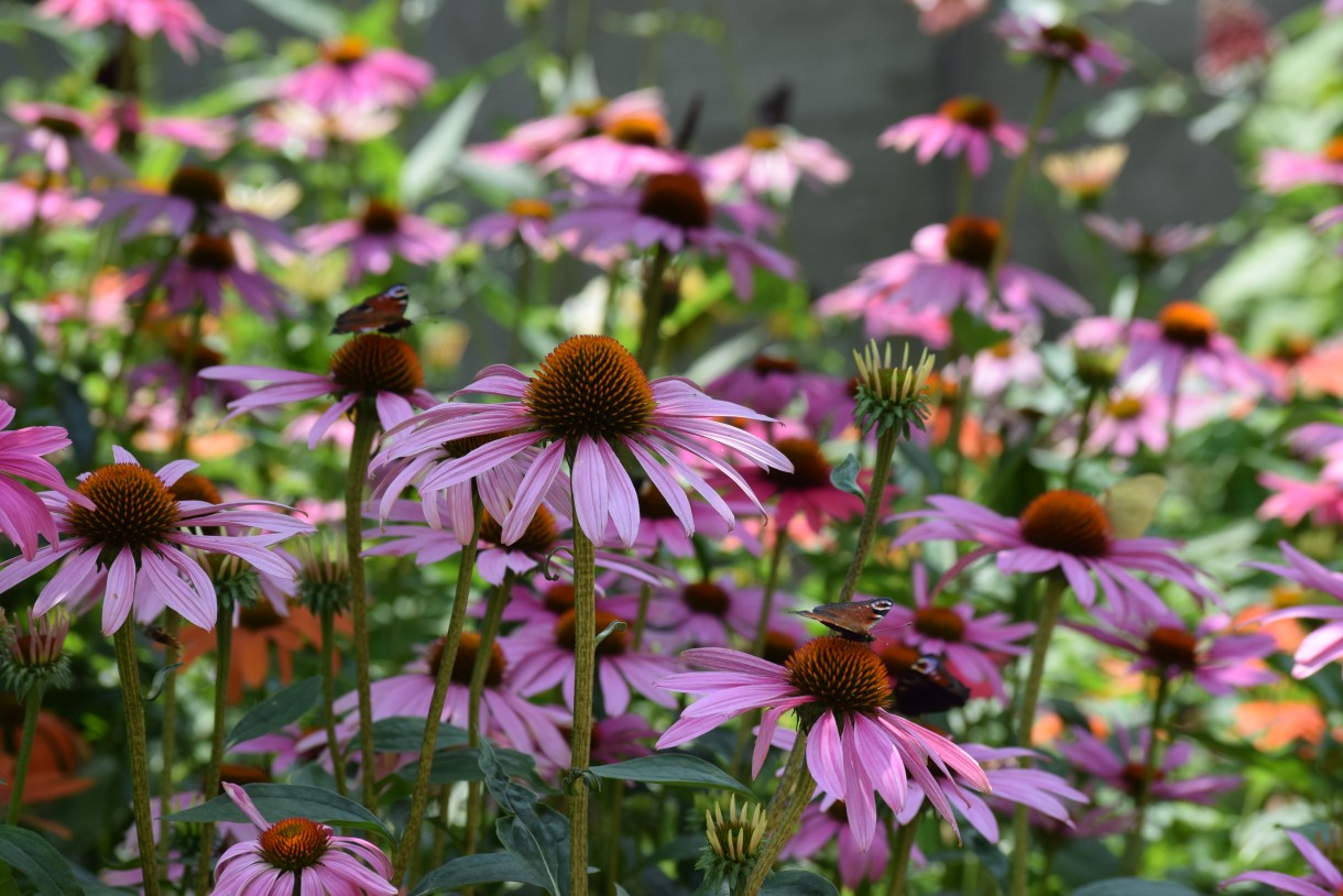 Rośliny, ECHINACEA...