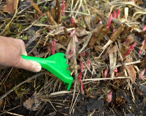 Jak zabezpieczyć piwonie przez mrozem? Ważne wskazówki, by bujnie zakwitły wiosną