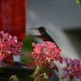 Pozostałe, Letnia galeria - Para kolibrów zadomowiła się u mnie na dobre a może ja u nich ...