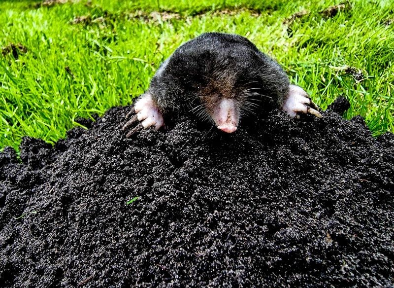 Kret w ogrodzie może być naszym sprzymierzeńcem.