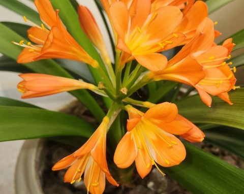 Kwitnie wiosną i jesienią. Przepięknie wygląda na parapecie, wymagania ma niewielkie