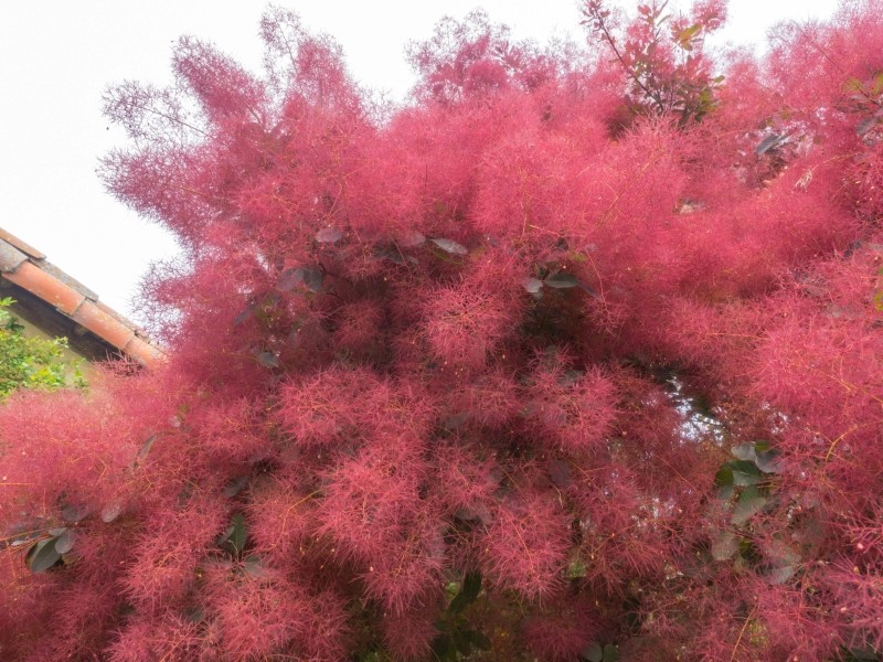 czego nie lubi perukowiec podolski