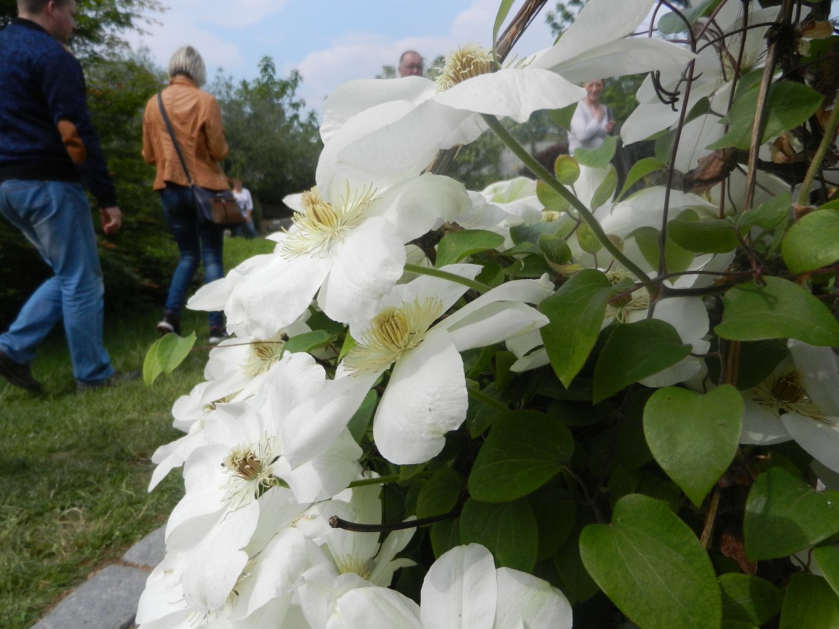 Pozostałe, Zakwitly rozaneczniki i azalie w arboretum