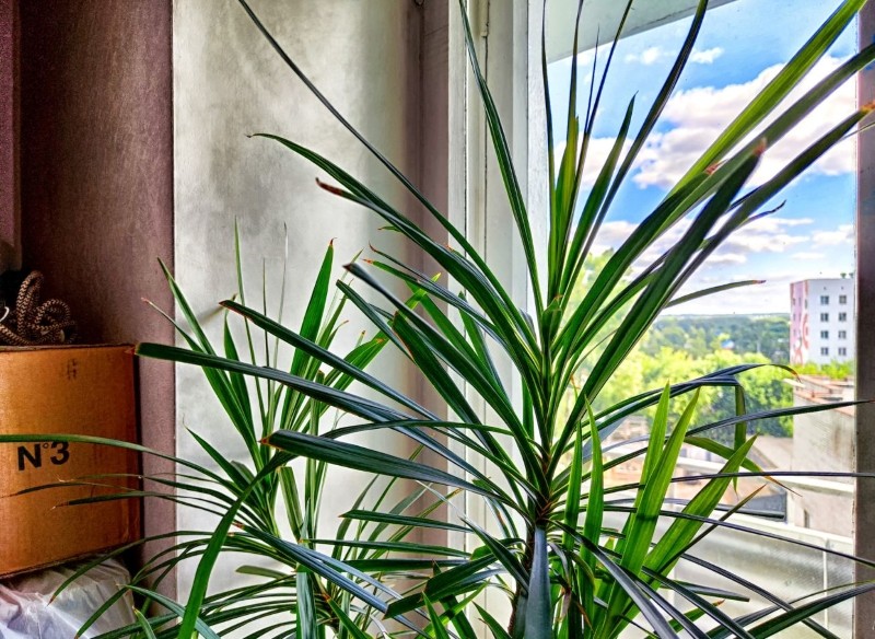 jak dbać o dracenę w zimie