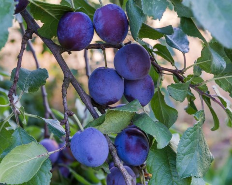Gnicie śliwek na drzewie. Dlaczego śliwki gniją - naturalny sposób, by temu zapobiec