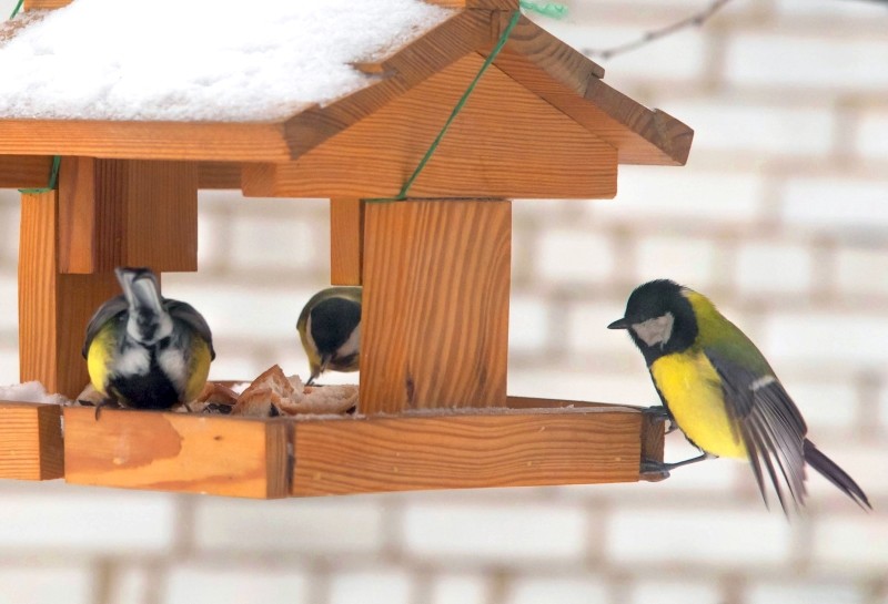 kiedy zacząć dokarmiać ptaki
