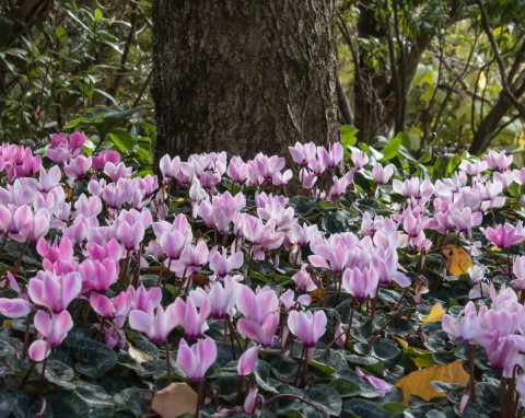 Czaruje kwiatami na przełomie zimy i wiosny. Jak uprawiać cyklamen dyskowaty w ogrodzie?