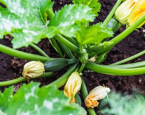 5 najlepszych naturalnych nawozów do cukinii. Podwajają i chronią uprawy
