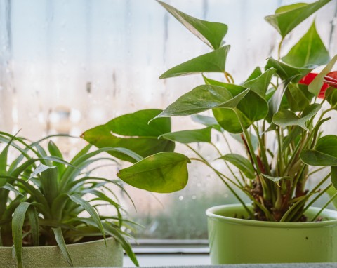 Tych 7 roślin doniczkowych "wysysa" wilgoć z domu. Okna nie parują i nie ma pleśni, a powietrze jest świeże