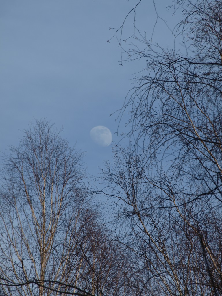 Leśne klimaty, Marcowy las