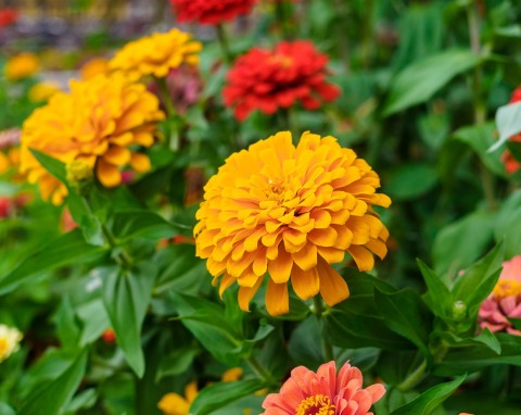 Cynia wytworna (Zinnia elegans)