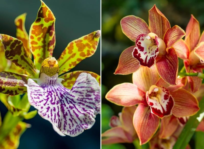 Zygopetalum i Cymbidium zachwycają pięknymi kwiatami.