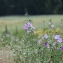 Rośliny, KWIATOWA PIĘKNOŚĆ - NAPARSTNICA