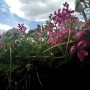 Rośliny, Sierpniowe love............ - .................i pelargonie na balkonie............