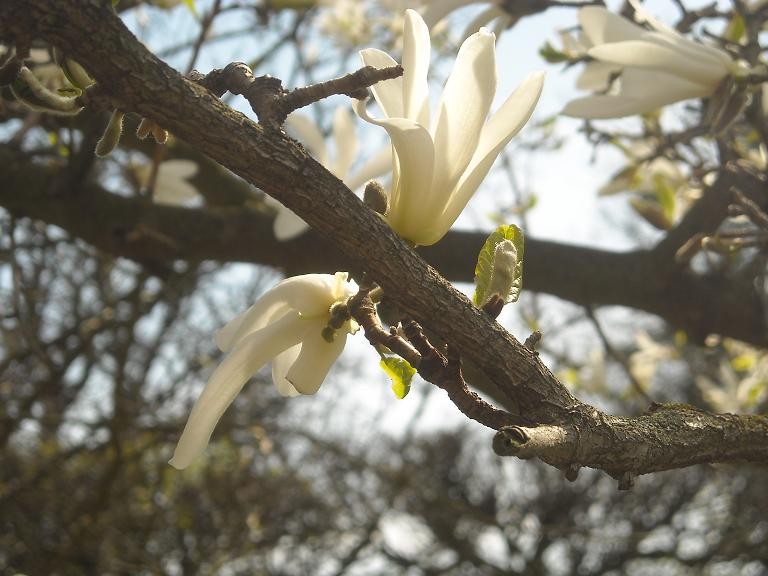 Pozostałe, Magnoliowy i majowy zawrót głowy...................... - .............