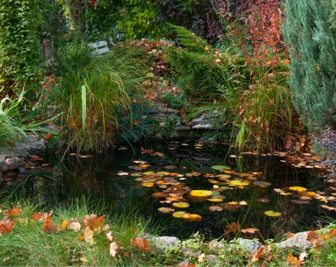 Jak zabezpieczyć oczko wodne przed zimą? Czyszczenie i ochrona roślin przed mrozem