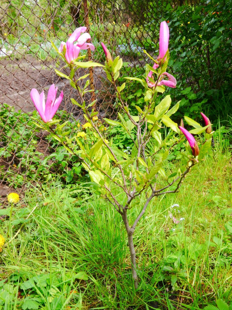 Pozostałe, Kilka pstryków z działki - Malutka magnolia, która w tym roku zakwitła