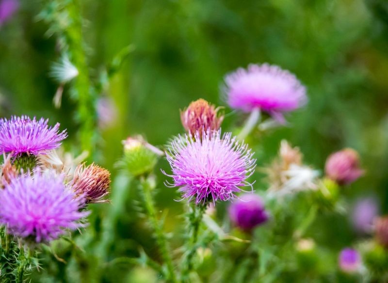 Po kwitnieniu, w sierpniu i we wrześniu, zbiera się nasiona ostropestu plamistego.