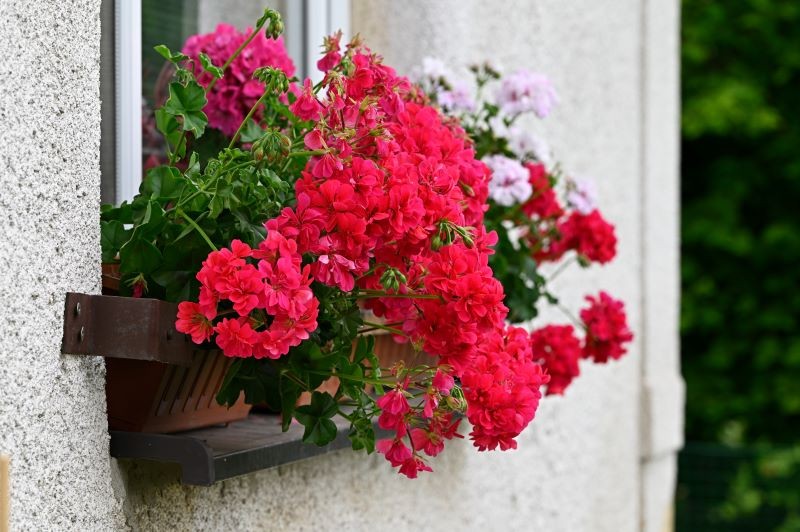Jak przygotować pelargonie do sezonu?