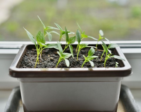 Siew papryki. Najlepsze odmiany i nowości do uprawy w gruncie i pod osłoną