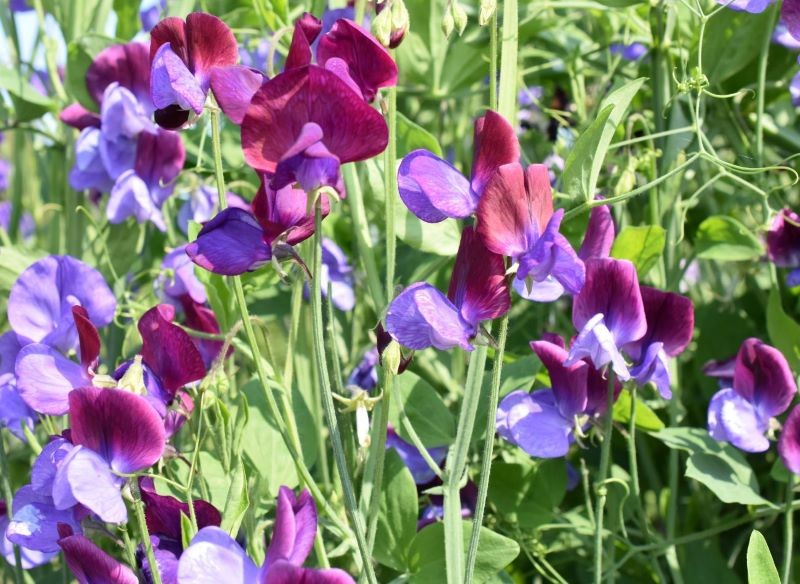 Motylkowate kwiaty groszku pachnącego są piękną ozdobą ogrodu.