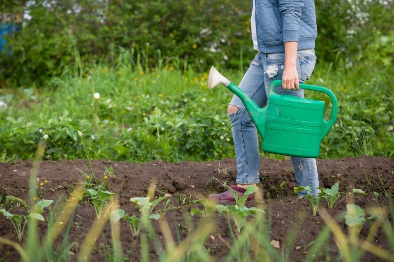 Nie wszystkie rośliny lubią nawożenie gnojówką z pokrzywy.