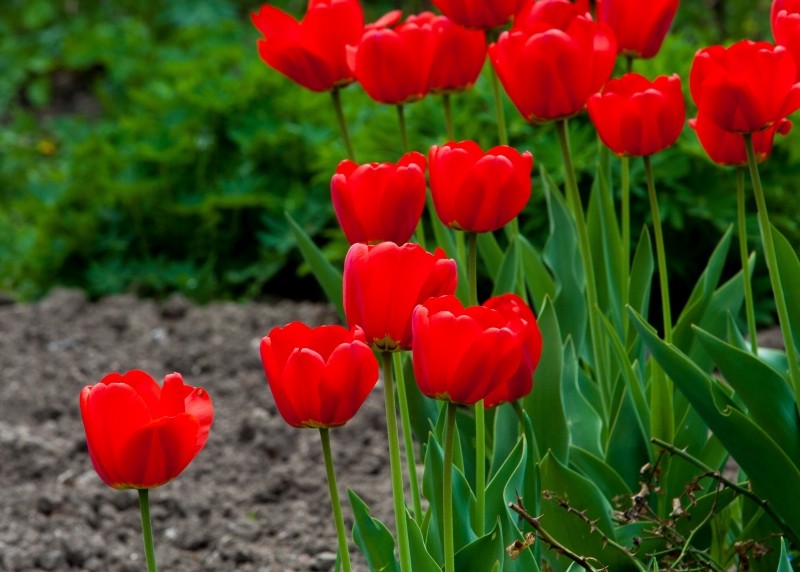 rozmnażanie tulipanów